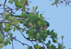 Psittacara chloropterus
