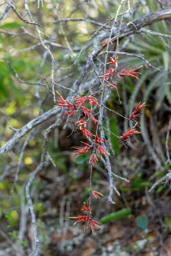 Deuterocohnia meziana, photograph 4