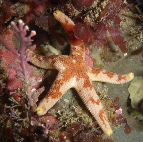 Dwarf Mottled Henricia, photo 5 of 10