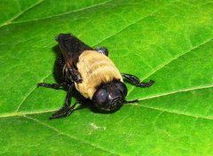 Cuterebra abdominalis