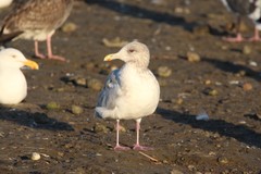 Larus glaucoides