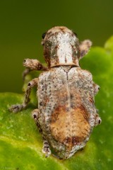 Baladaeus insularum