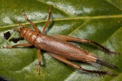 Calscirtus