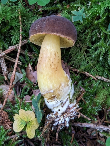 Bereifter Rotfußröhrling