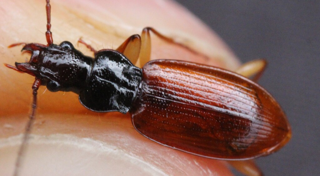 Penetretus rufipennis