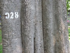 Alstonia
