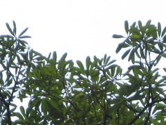 Alstonia