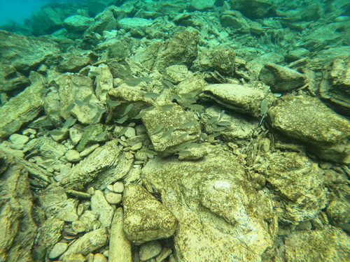 Siganus rivulatus