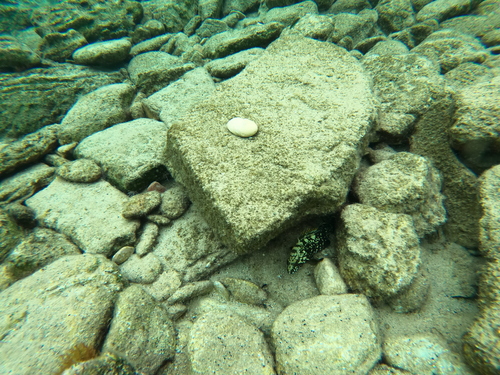 Epinephelus marginatus