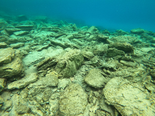 Fistularia commersonii