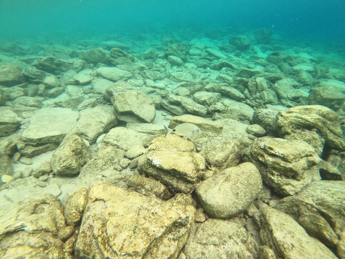 Diplodus sargus