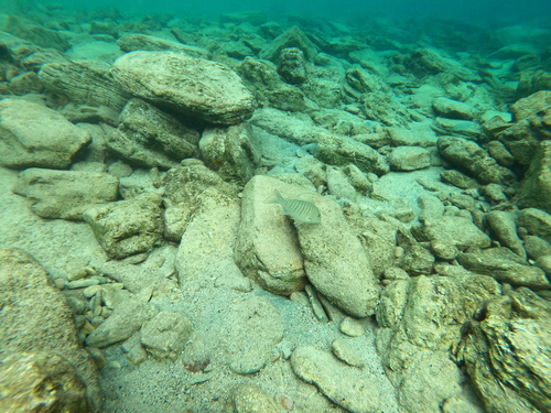 Lithognathus mormyrus