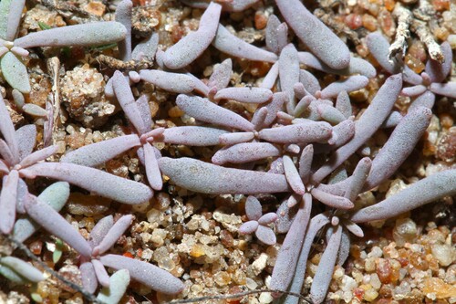 Kewa arenicola (Kewa arenicola)