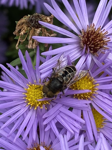 Unknown species found near Yale St, Chatham, NJ, US