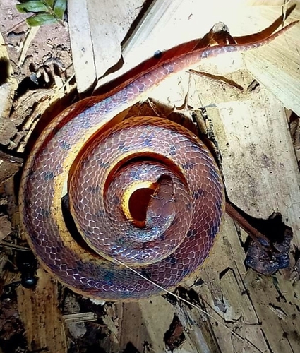 Wucherer's Ground Snake