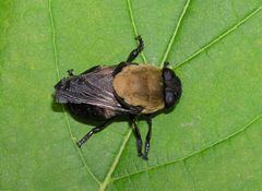 Cuterebra abdominalis