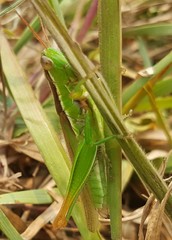 Bermius brachycerus