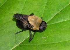 Cuterebra abdominalis