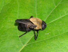 Cuterebra abdominalis