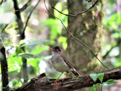 Catharus mexicanus