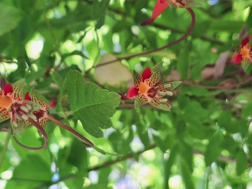 Tropaeolum pentaphyllum (Tropaeolum pentaphyllum)