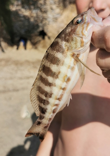Serranus cabrilla