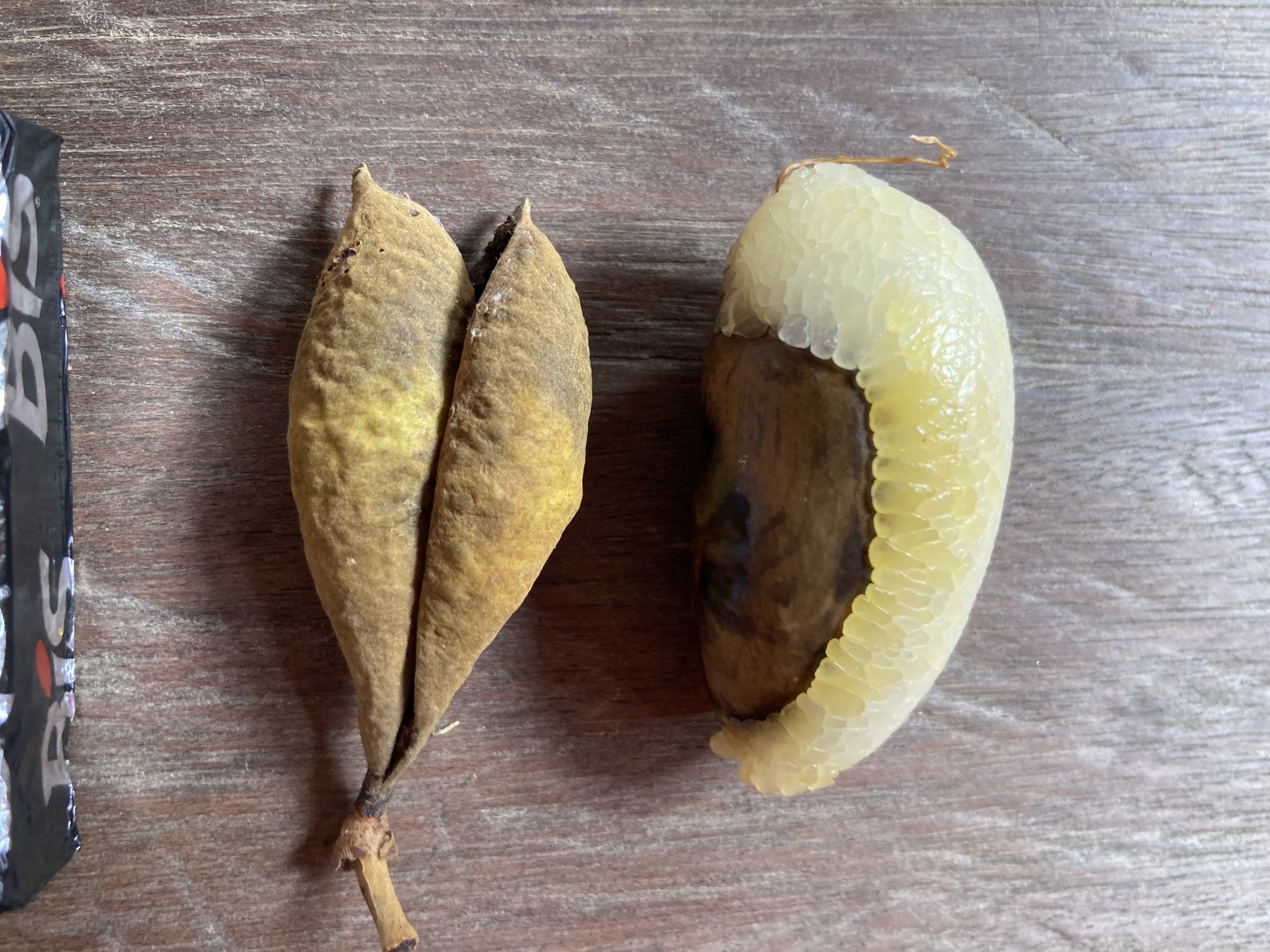 Swartzia leptopetala