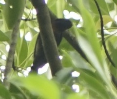Leptocoma calcostetha