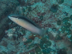 Pseudochromis perspicillatus