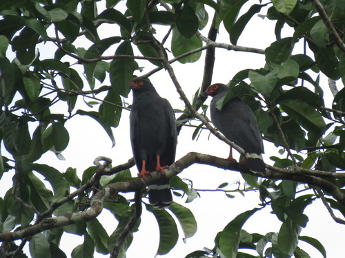 Slate-colored Hawk (Buteogallus schistaceus), photo 10