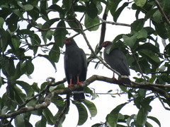 Buteogallus schistaceus