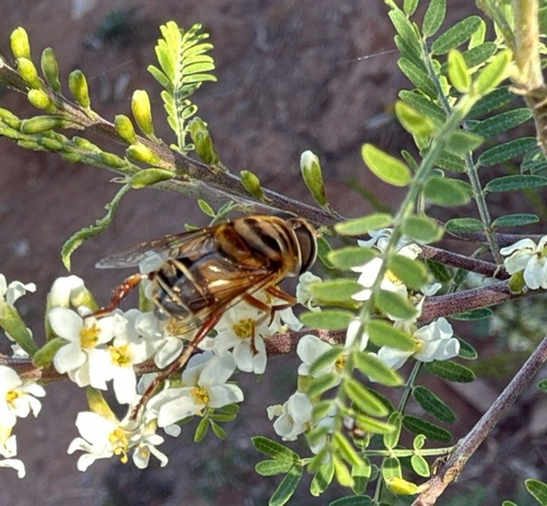 Unknown species found near Crowley Blvd, Midland, TX, US