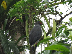 Buteogallus schistaceus