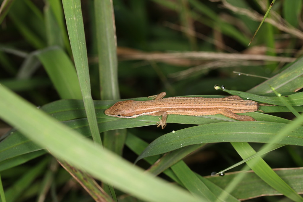 Luye Grass Lizard