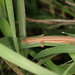 Luye Grass Lizard - Photo (c) yulee, some rights reserved (CC BY-NC), uploaded by yulee