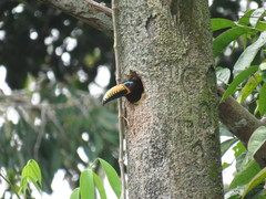 Pteroglossus inscriptus