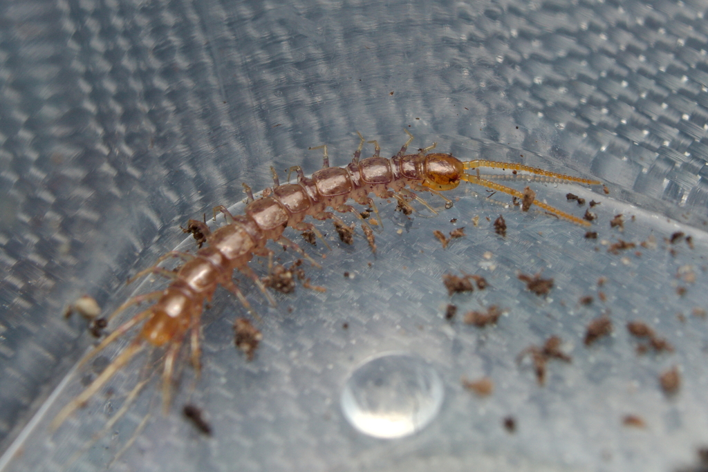 Centipede