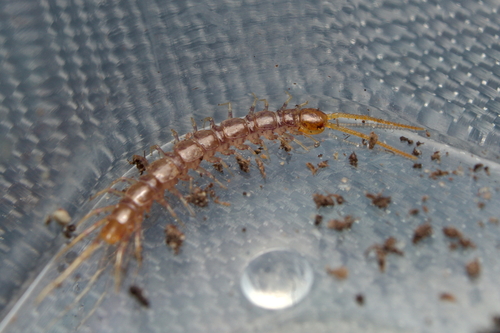 Centipede
