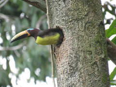 Pteroglossus inscriptus