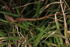 Takydromus luyeanus