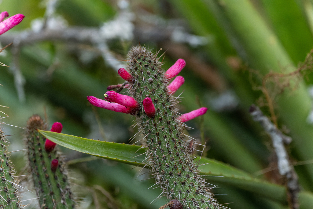 Cleistocactus candelilla