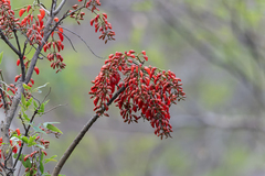 Brazilian Coral Tree (Erythrina falcata)