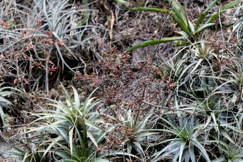 Deuterocohnia meziana, photograph 3