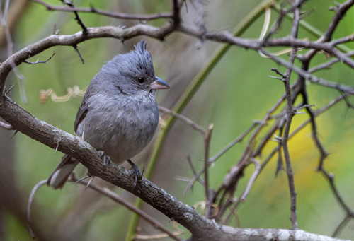 Grey-crested Finch (Lophospingus griseocristatus), photo 4