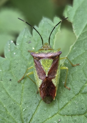 Acanthosoma haemorrhoidale