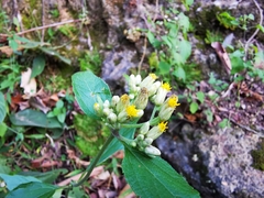 Schistocarpha eupatorioides