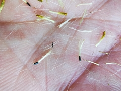 Schistocarpha eupatorioides