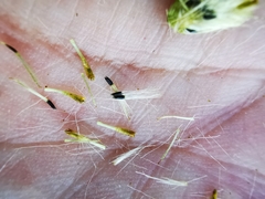 Schistocarpha eupatorioides