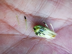 Schistocarpha eupatorioides