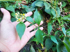 Schistocarpha eupatorioides